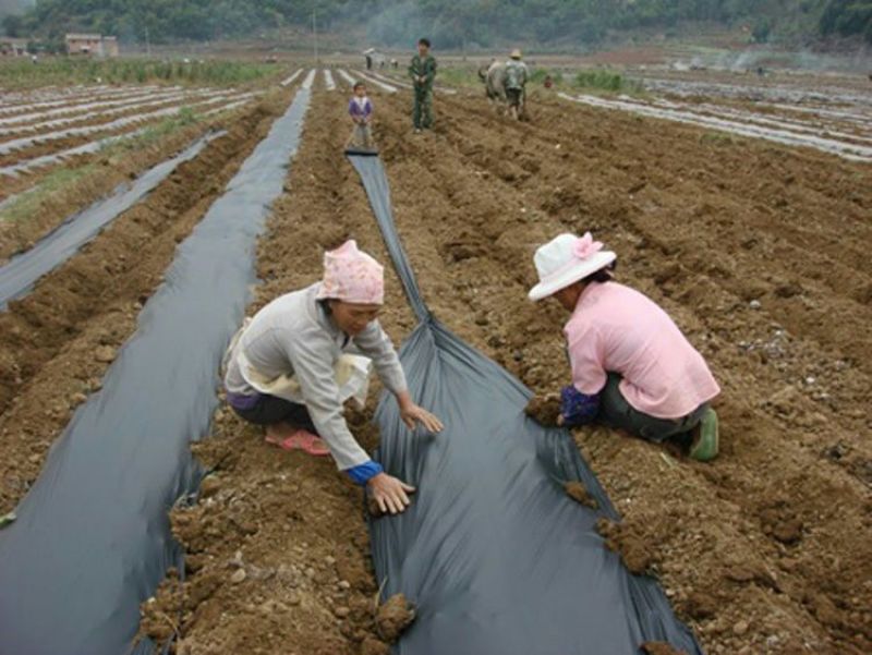 地膜黑地膜白地膜银黑膜除草膜蔬菜瓜果草莓果树苗木专用膜