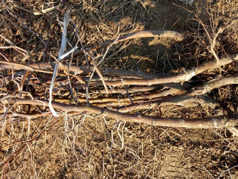 冬枣树苗80~110cm