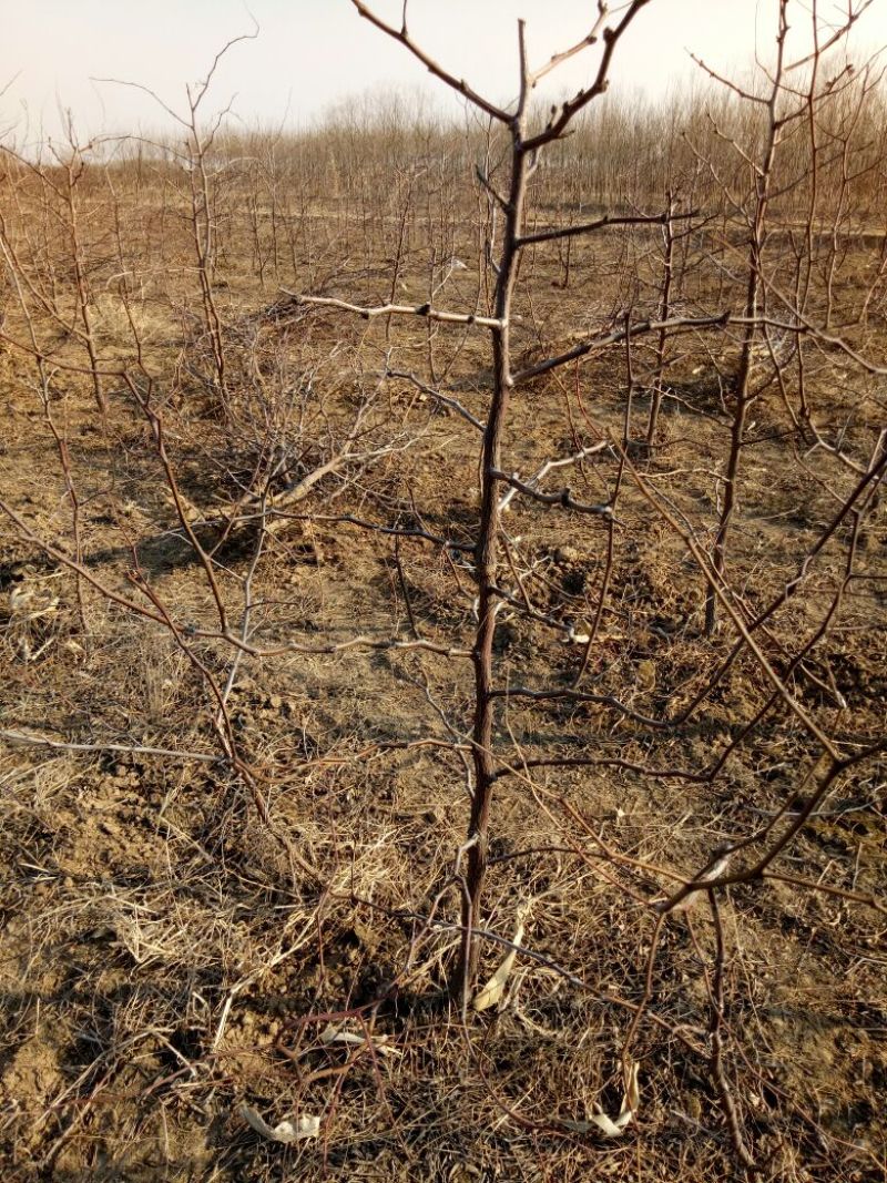 冬枣树苗80~110cm