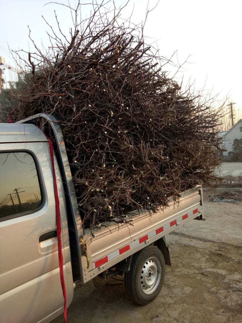 冬枣树苗80~110cm