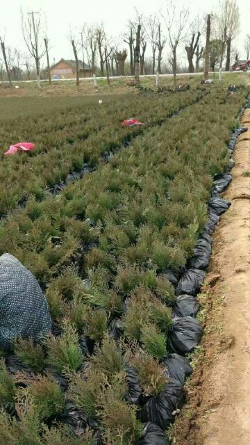 侧柏侧柏苗销售全国容器袋侧柏常年绿色支持线上交易