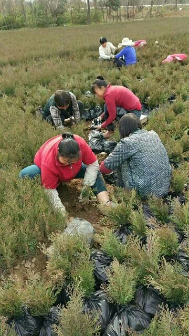侧柏侧柏苗销售全国容器袋侧柏常年绿色支持线上交易