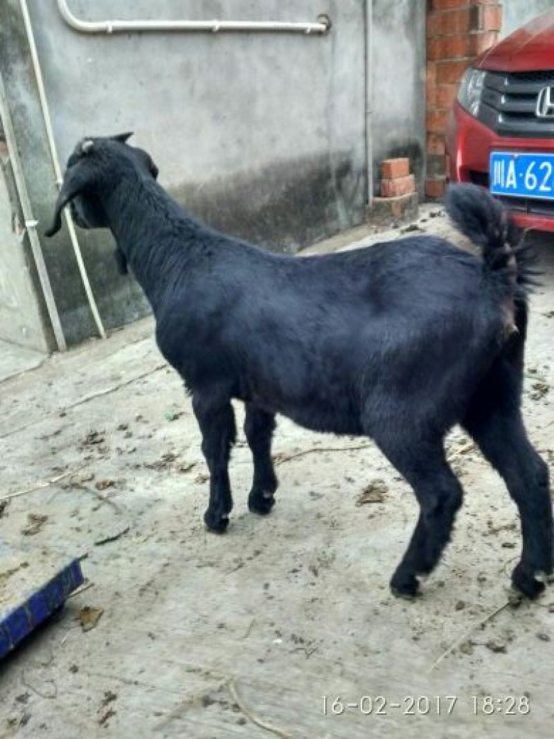 肉羊种羊烤羊配送，引种换种品种改良，产品回收！