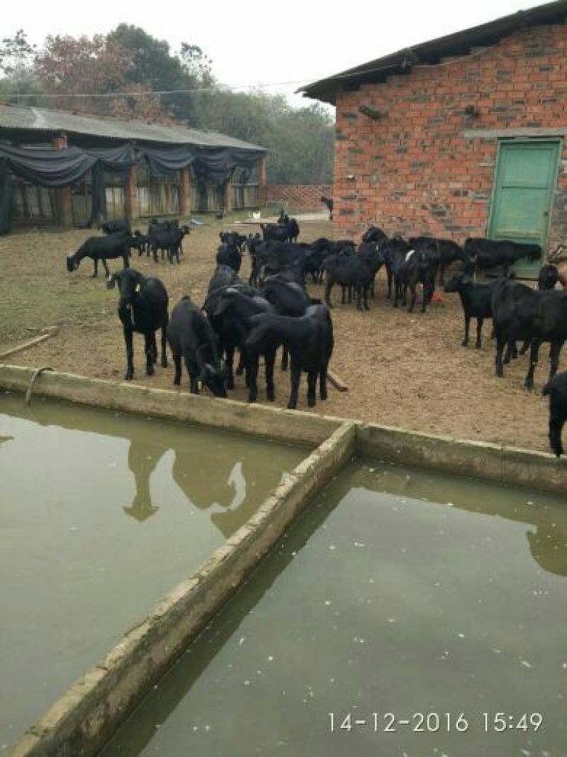 肉羊种羊烤羊配送，引种换种品种改良，产品回收！