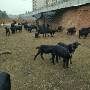 肉羊种羊烤羊配送，引种换种品种改良，产品回收！
