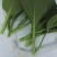 迟菜心15~20厘米