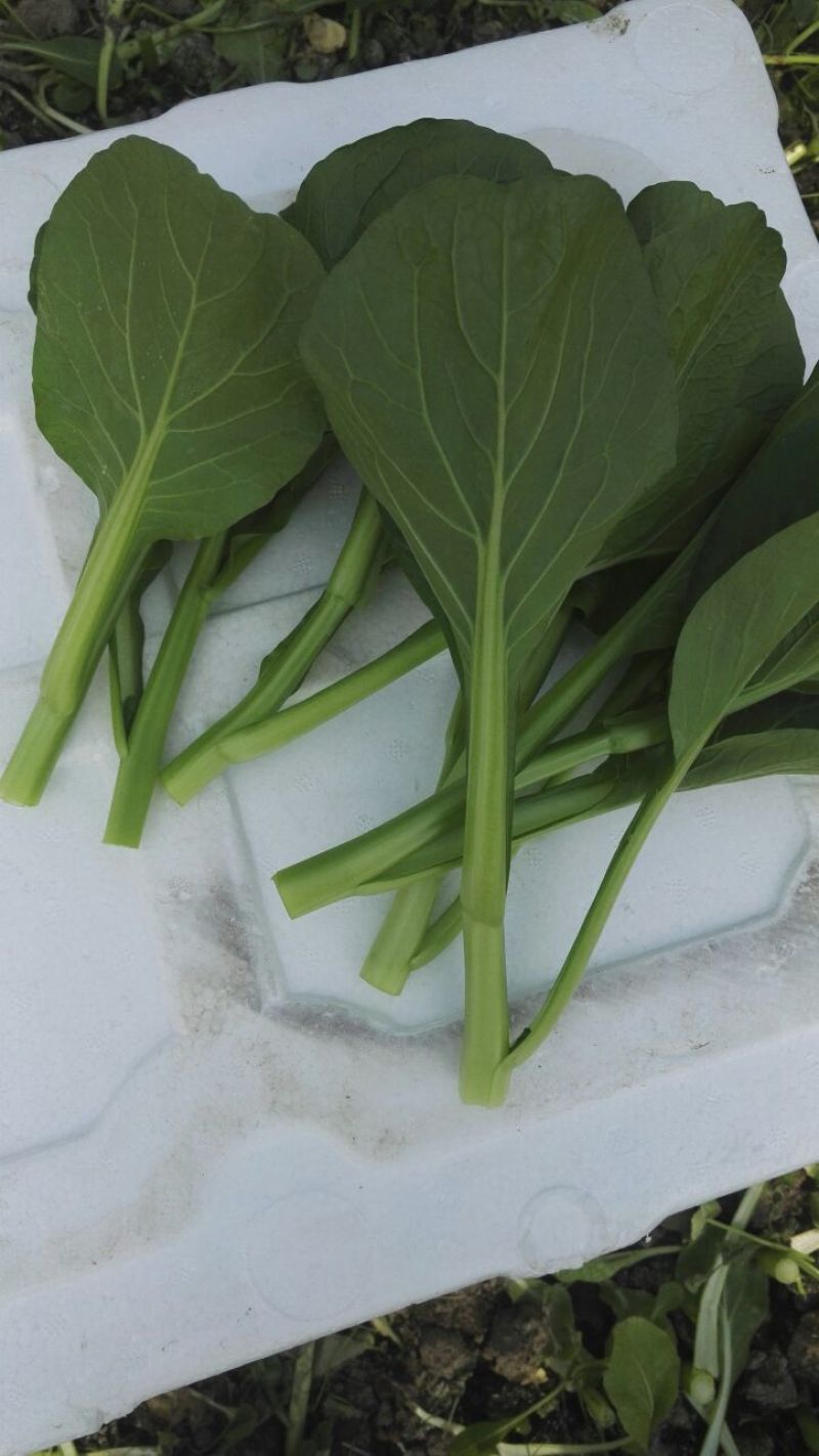 迟菜心15~20厘米