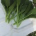 迟菜心15~20厘米