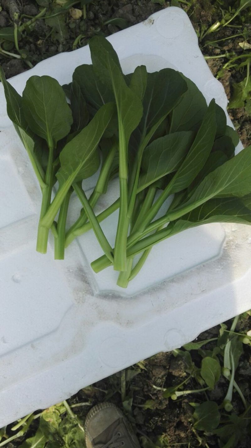 迟菜心15~20厘米