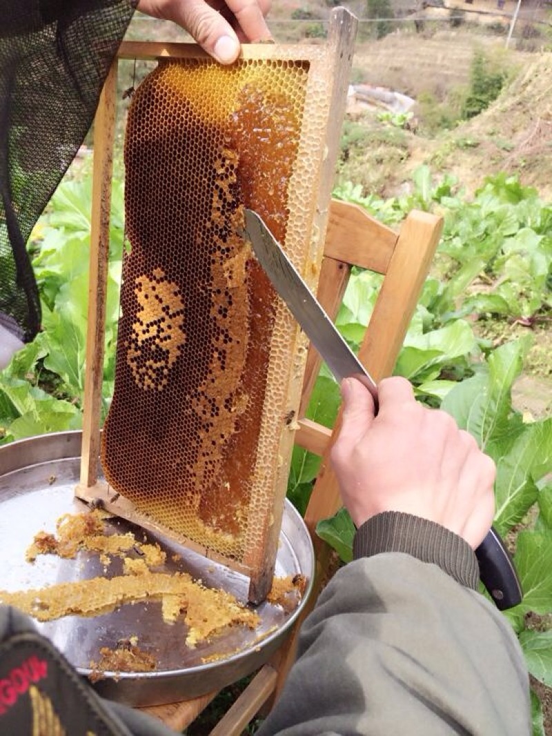 深山百花蜜，大自然的增品，江西深山野花蜜