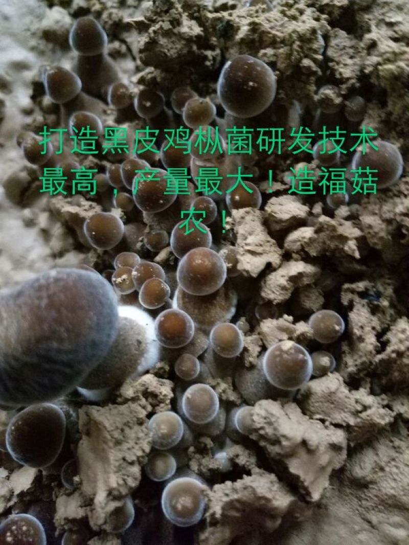 常年供应高产量黑皮鸡枞菌包