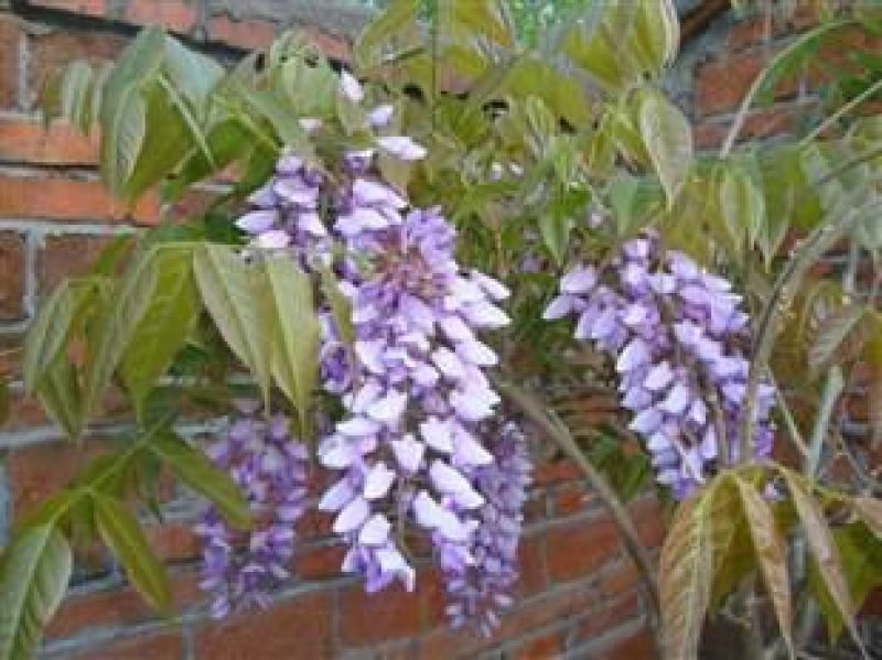 紫藤1~2cm1~1.5米