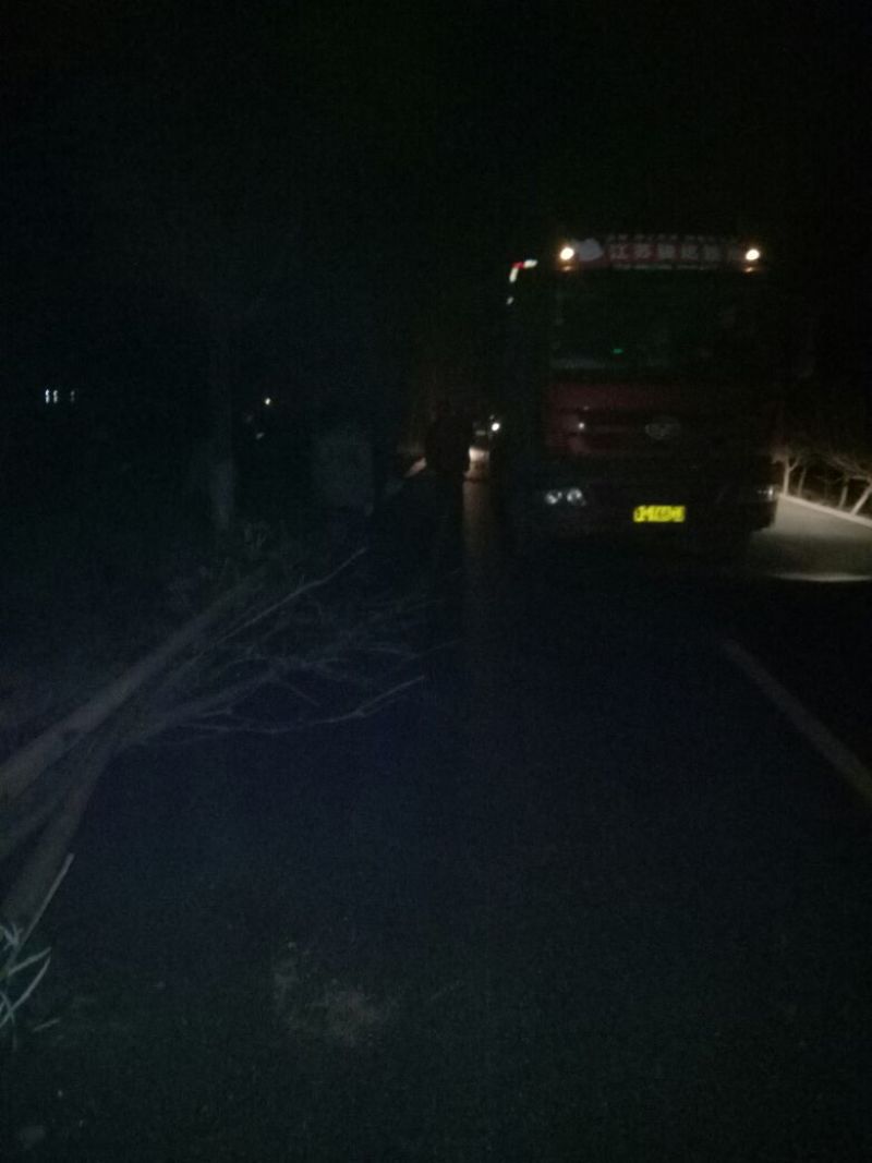 香椿261~300cm规格多大香椿树行道数栽
