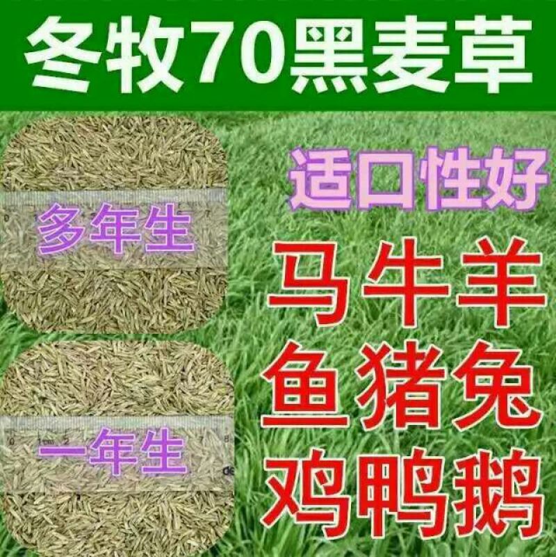 黑麦草种子98%以上