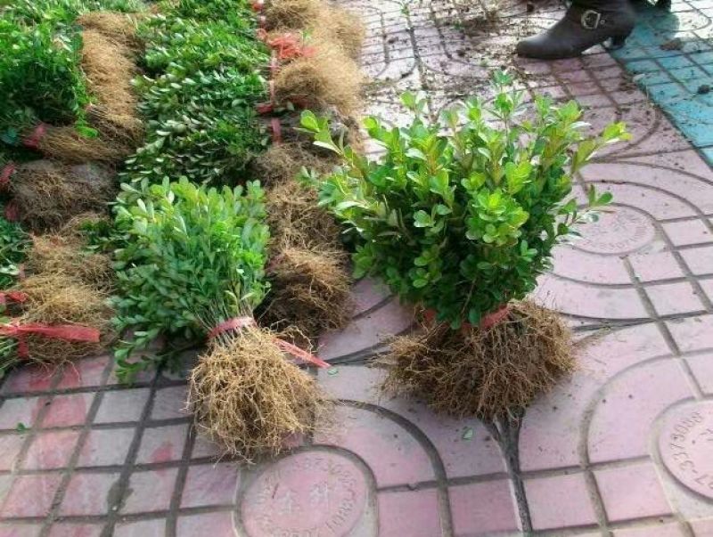 大叶冬青苗10~20cm