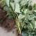 草莓苗10~20cm