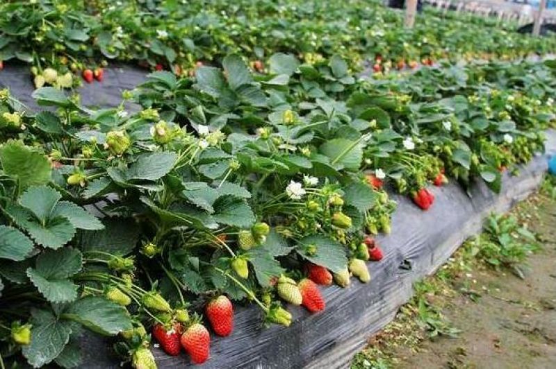 草莓苗10~20cm