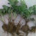 草莓苗10~20cm