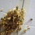白菊花茶
