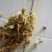 白菊花茶