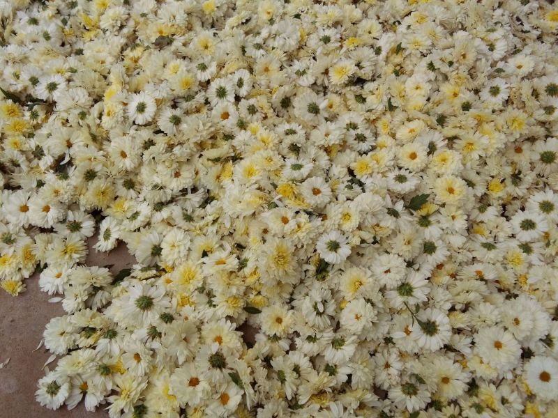 白菊花茶