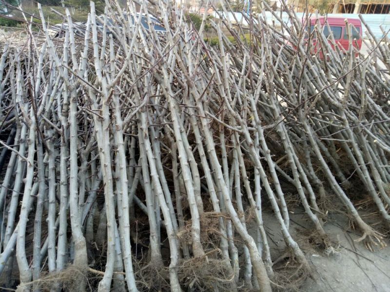 山楂苗80cm以上