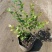 蓝莓苗10~20cm1~2年