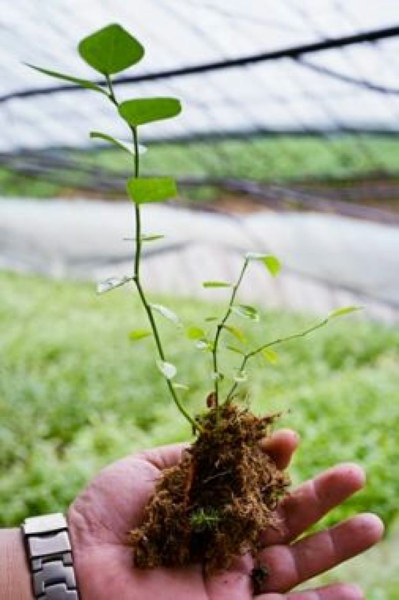 蓝莓苗10~20cm1~2年