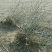 冬枣树2~4cm4~6cm