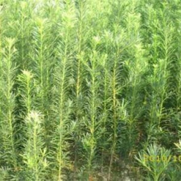 罗汉松苗60~70cm