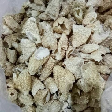 长裙竹荪特级