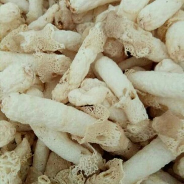 竹荪特级