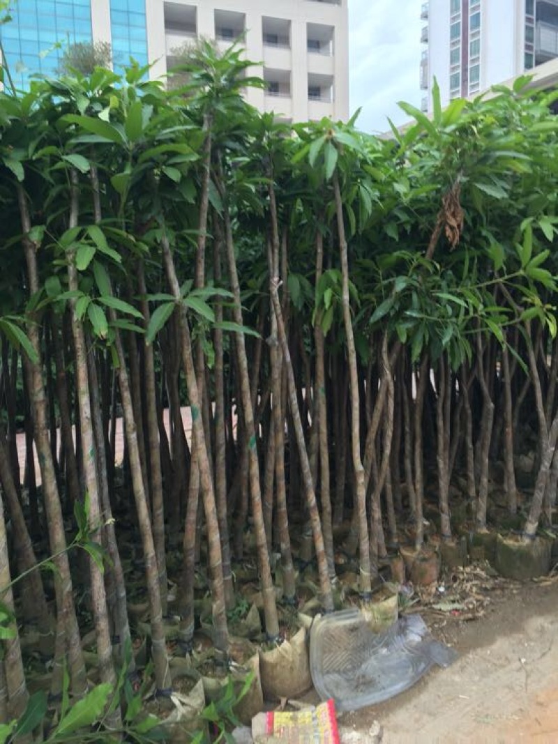 芒果树
