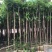 芒果树