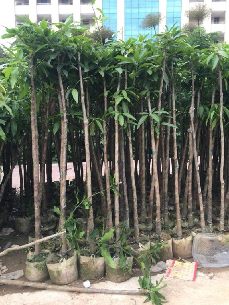 芒果树