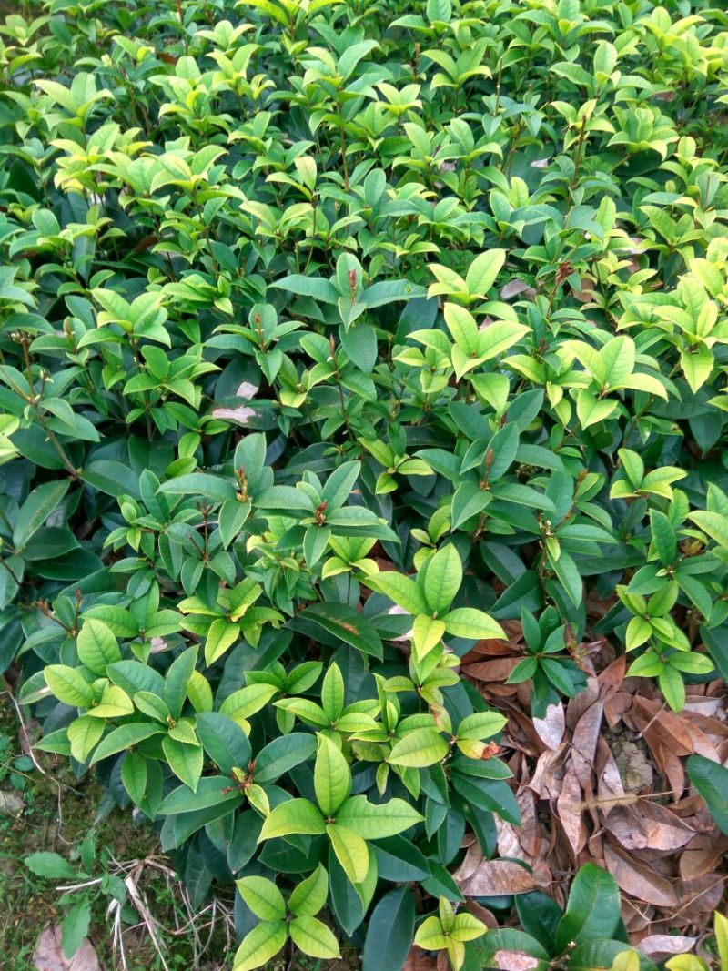 桂花树苗50颗棵金桂丹桂四季桂八月桂浓香型庭院盆栽桂花苗