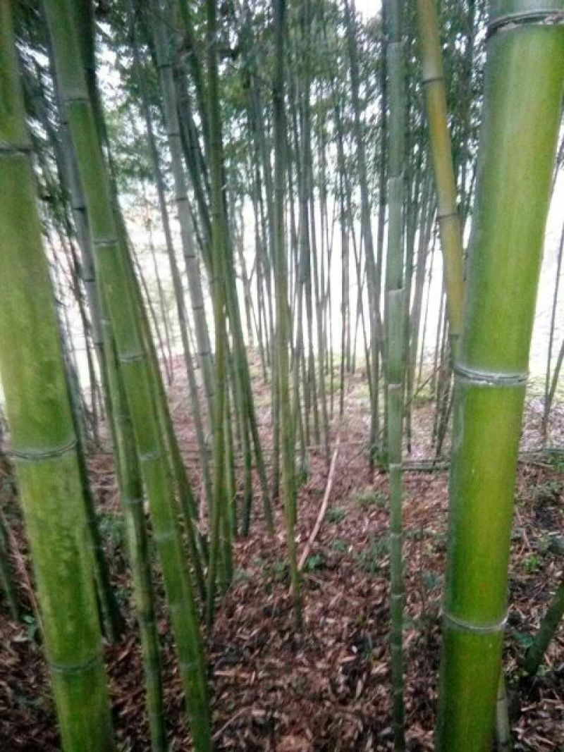 竹子2~3m
