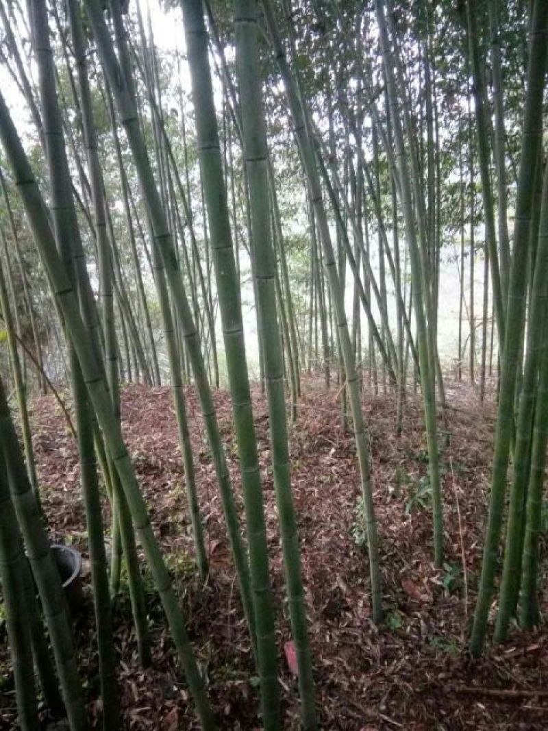 竹子2~3m