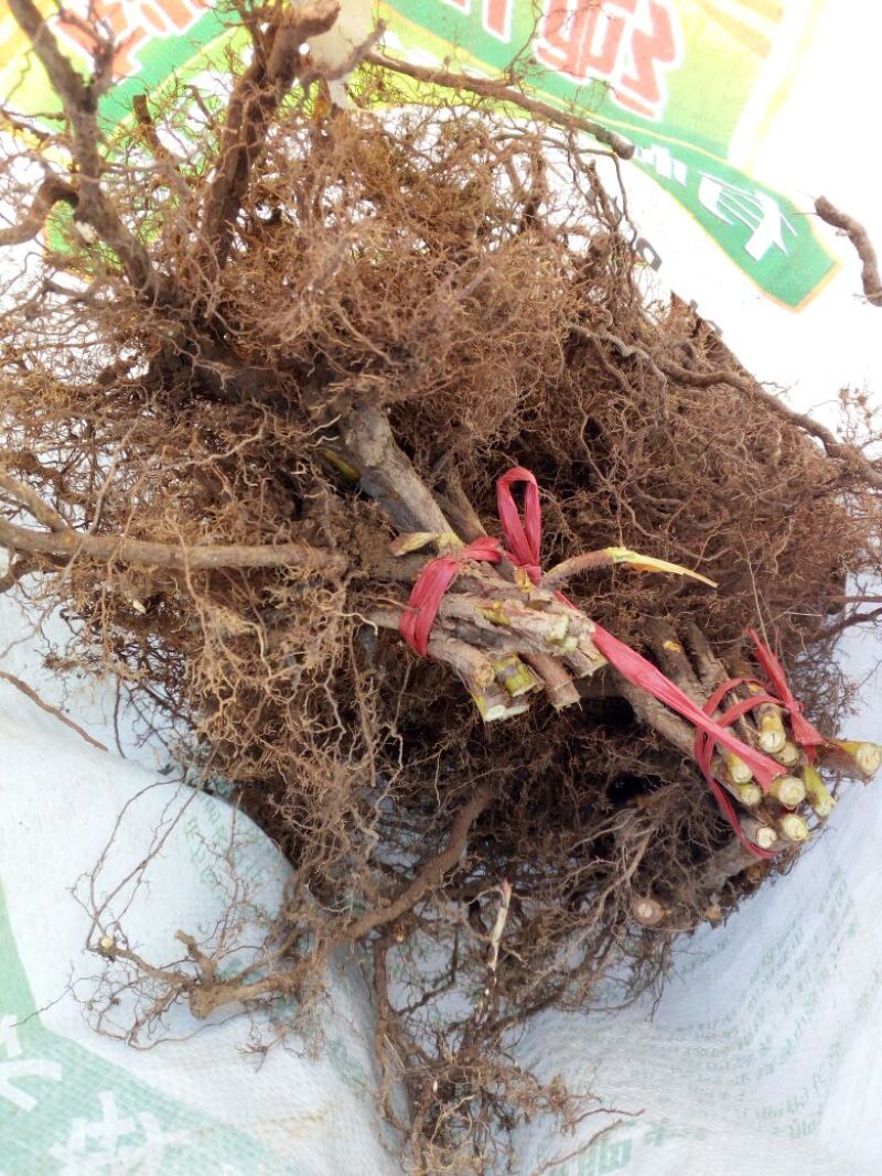 树莓苗10~30cm优质成熟品种