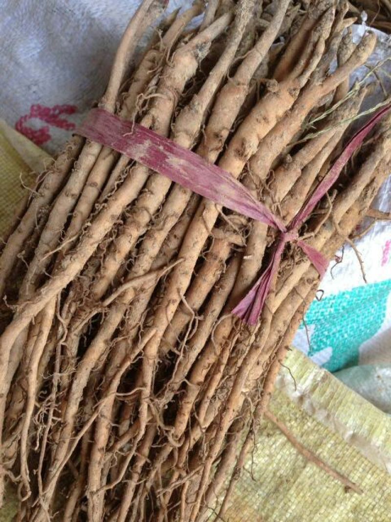 油牡丹苗10~20cm