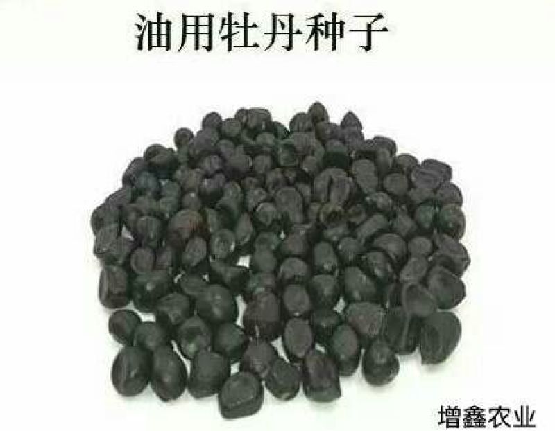 油牡丹苗10~20cm