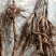 油牡丹苗10~20cm