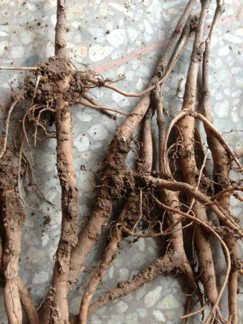油牡丹苗10~20cm