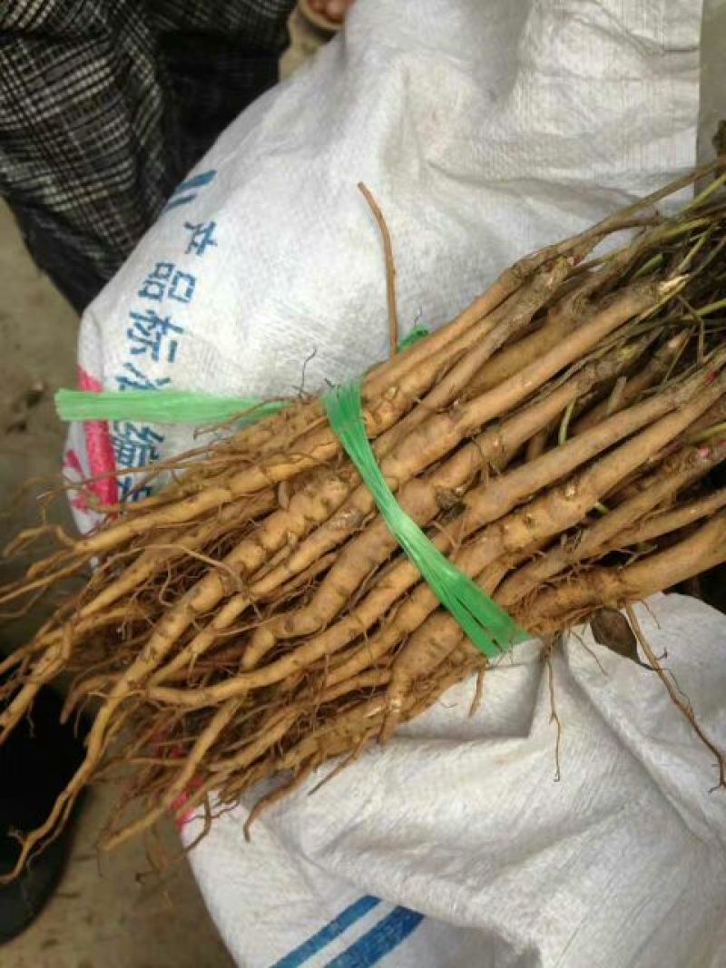 油牡丹苗10~20cm