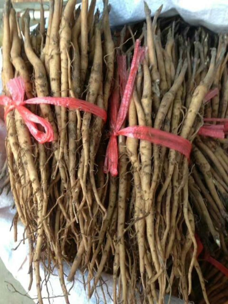 油牡丹苗10~20cm