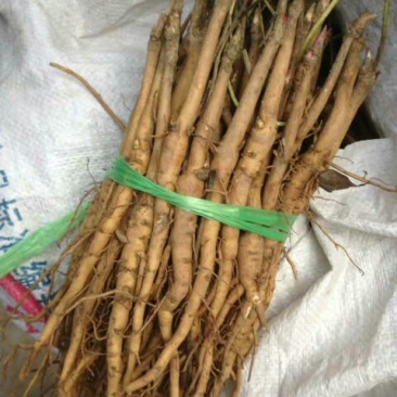 油牡丹苗10~20cm