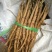 油牡丹苗10~20cm
