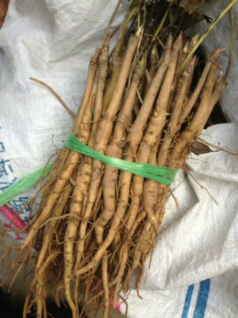 油牡丹苗10~20cm