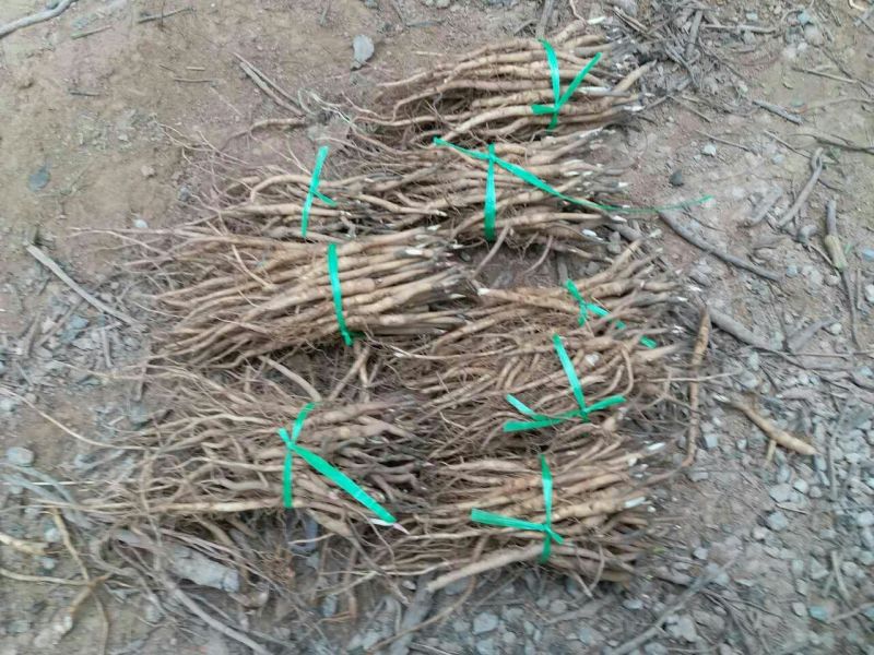 油牡丹苗10~20cm
