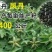 油牡丹苗10~20cm